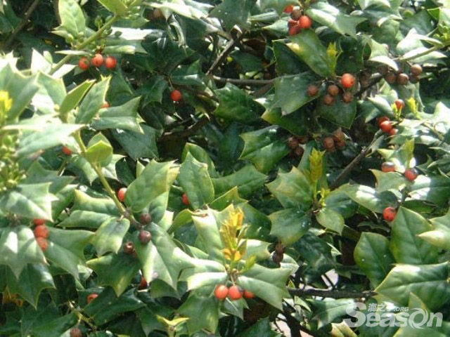 刺桂(植物)