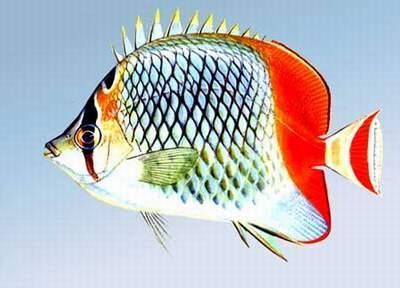 格纹蝴蝶鱼 (其他生物相关)