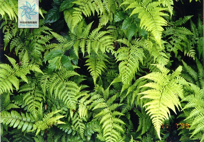 华中茯蕨 (植物)