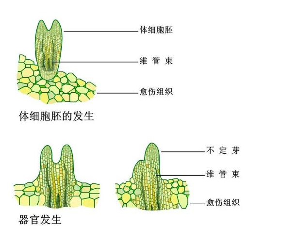 但经过了胚胎发育过程所形成的胚的类似物(不管培养的细胞是体细胞