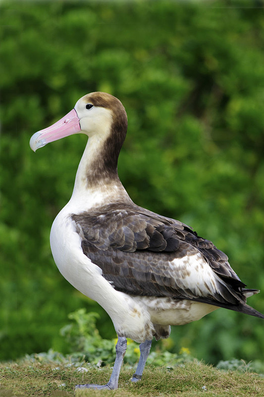 短尾信天翁(动物)