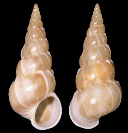 斯啼玛海蛳螺动物