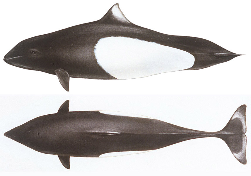 白腰鼠海豚其他生物相关