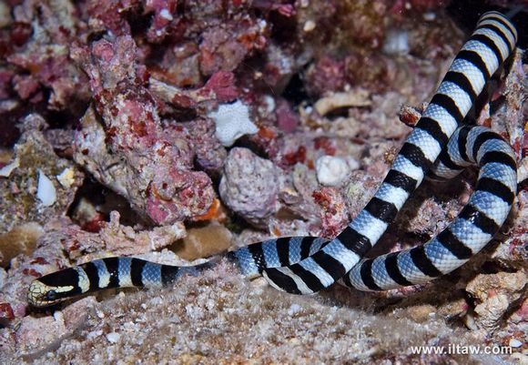 扁尾海蛇 (其他生物相关)