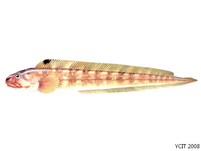 分类: 鲈形目,绵鳚科,长绵鳚属.体长似鳗形,微侧扁.口钝圆.口大,低位.