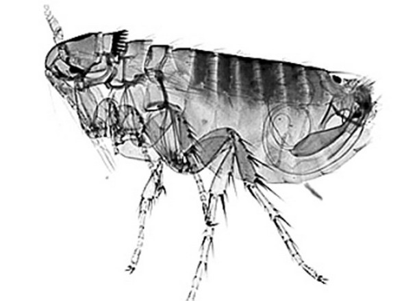跳蚤是小型,无翅,善跳跃的寄生性昆虫,成虫通常生活在哺乳类动物身上