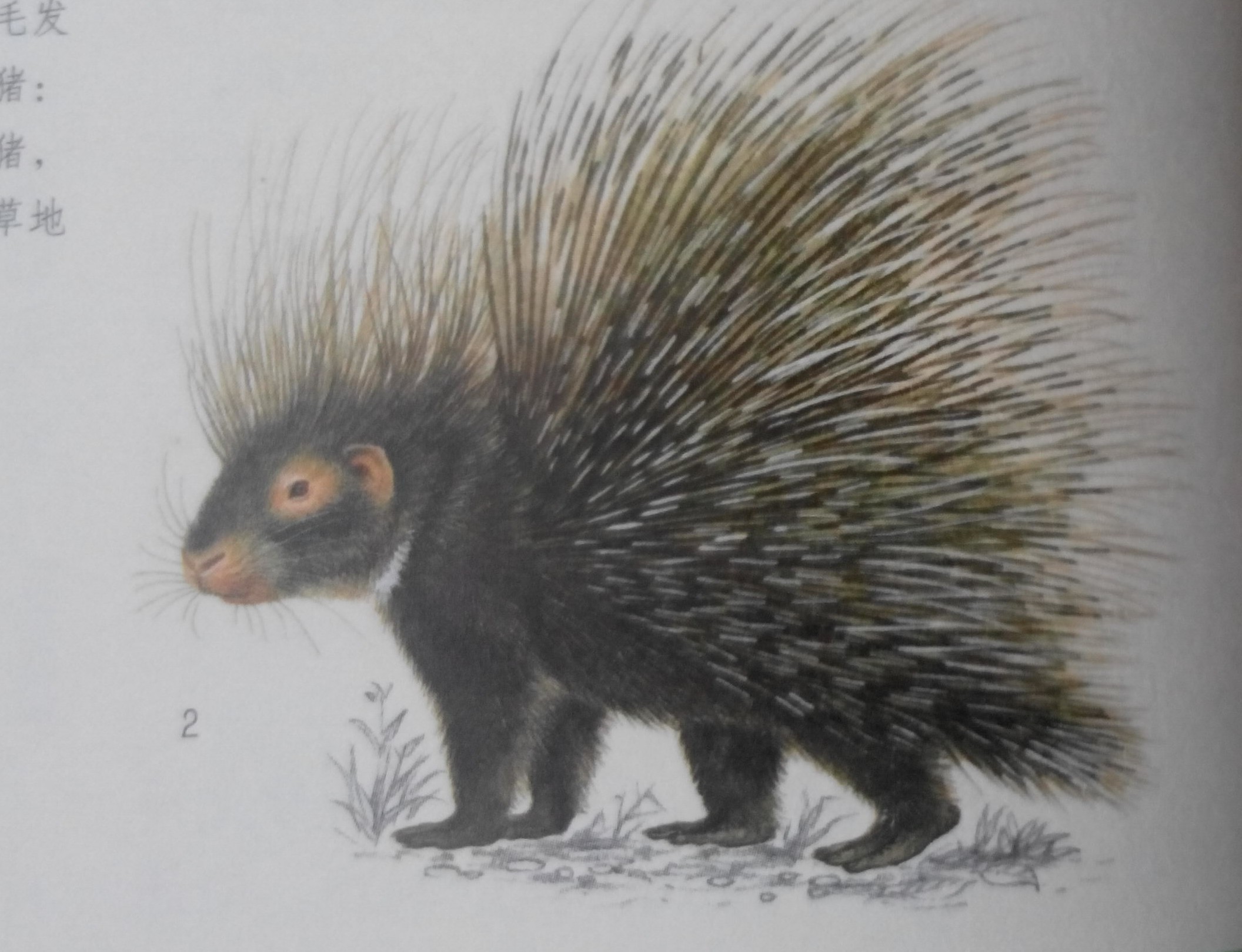 旧大陆豪猪动物