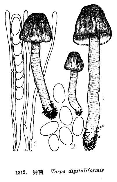 钟菌(其他生物相关)