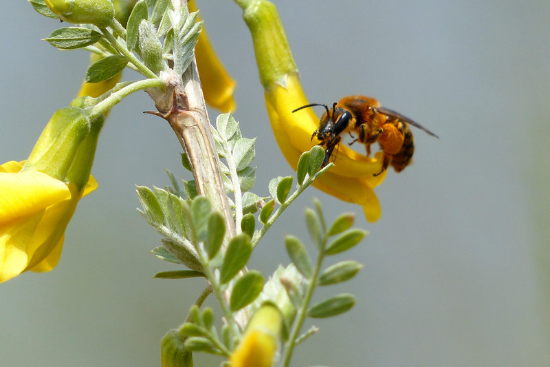 柠条花(中医学与中药学)