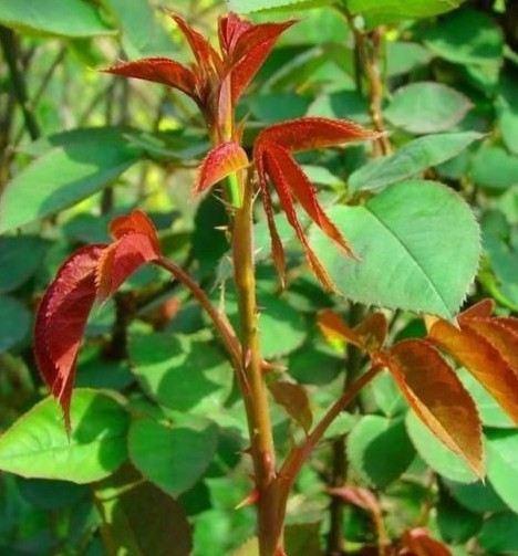 野生刺苔花图片