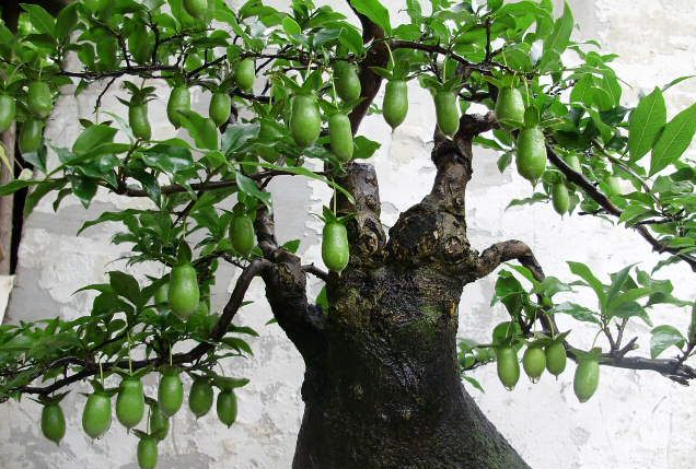 瓶兰花(植物)_技点百科