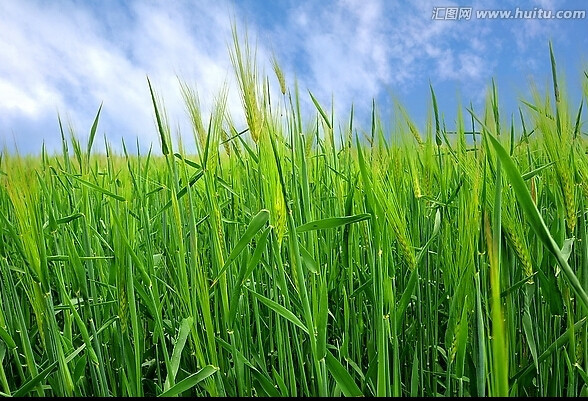 互青2号(植物)互青2号青稞是青海省互助县农业技术推广中心选育的一个
