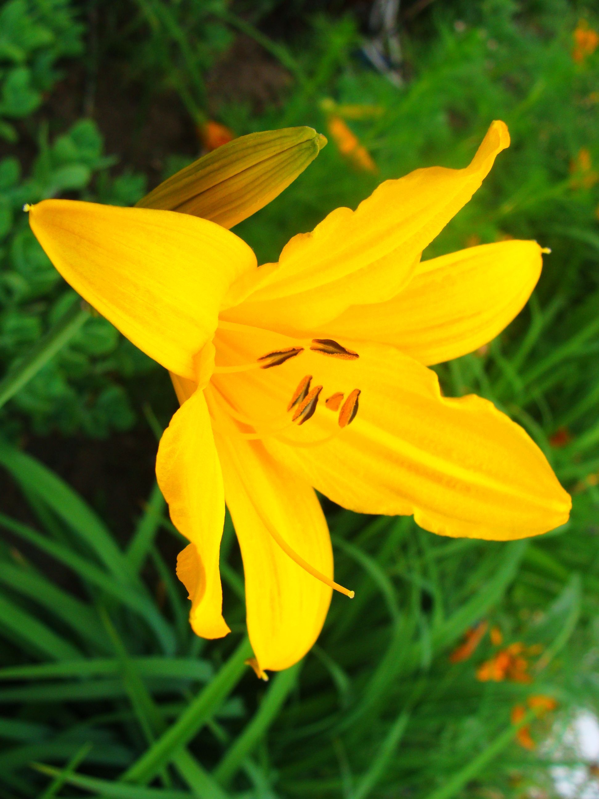 黄色的花蕊高清图片-千叶网