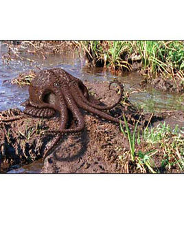 沼泽章鱼 (动物)