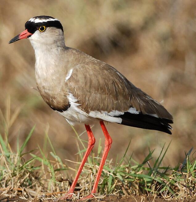 冕麦鸡(动物)冕麦鸡(学名:vanellus coronatus)体