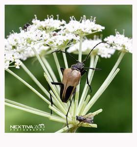 四川驼花天牛 (其他生物相关)