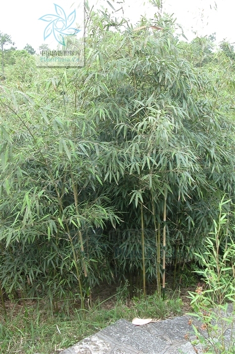 摆竹(植物)
