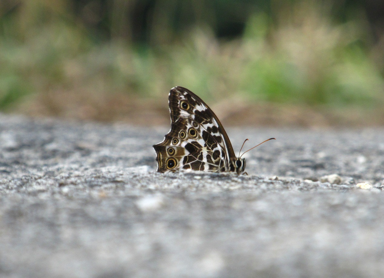 阿芒荫眼蝶 (动物)