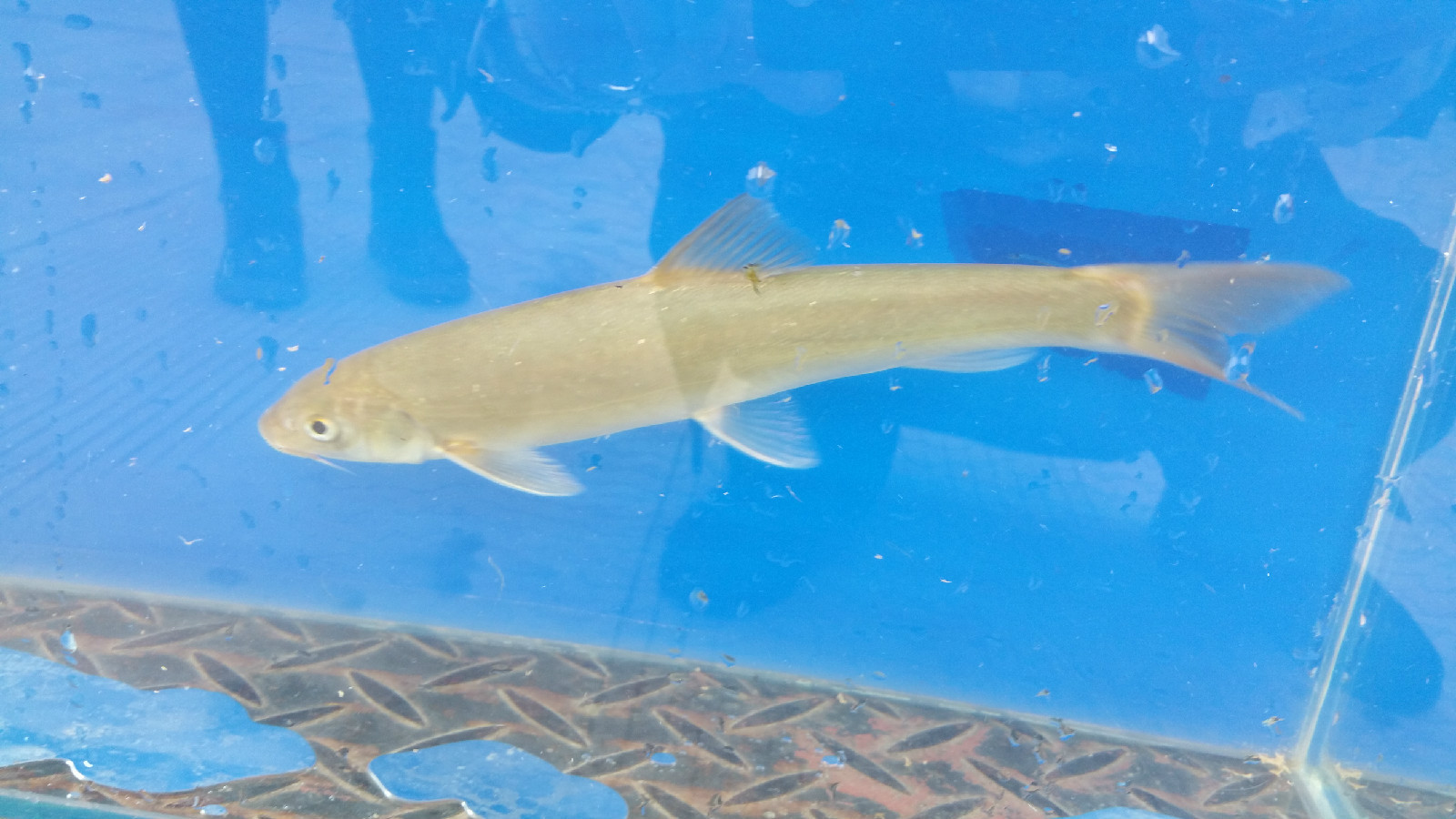 灰裂腹鱼 (动物)