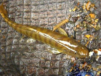 似鲇高原鳅 (动物)