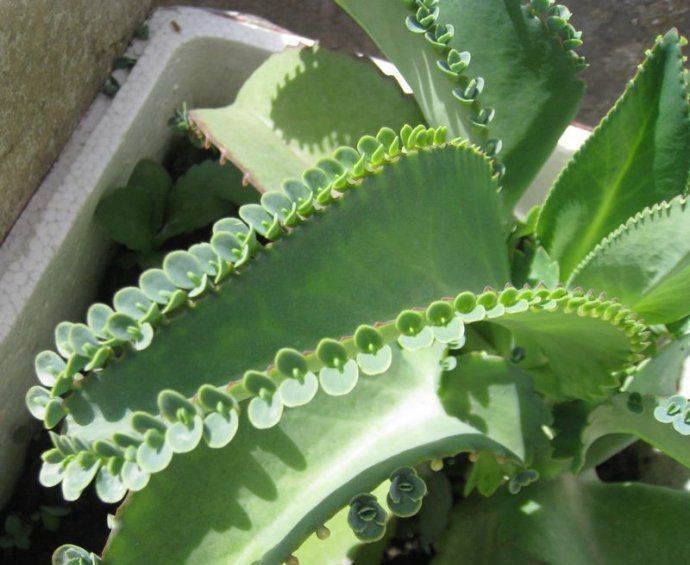 落地生根 (植物)