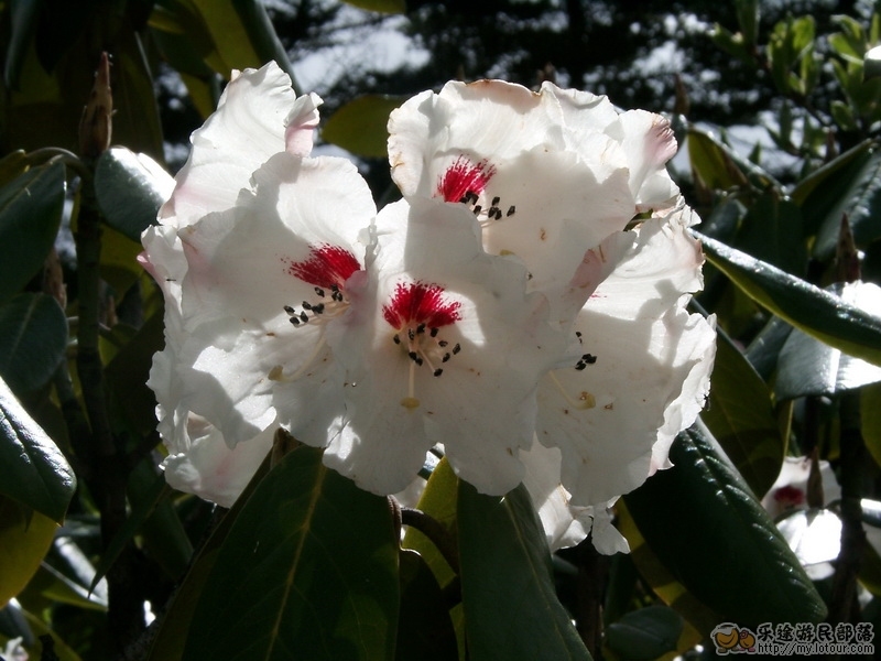 大叶金顶杜鹃(其他生物相关)