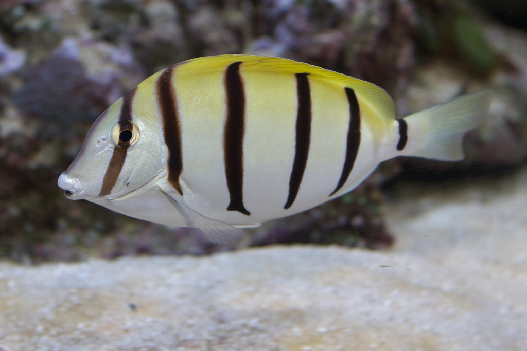 横带刺尾鱼(其他生物相关)横带刺尾鱼(学名:acant