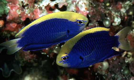 橙黄金翅雀鲷(动物)