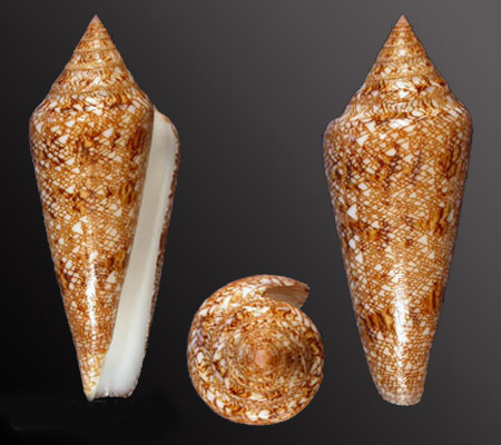 海之荣光芋螺 (其他生物相关)