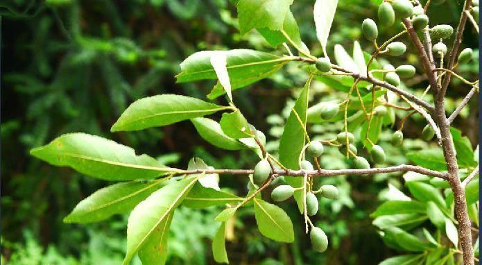 山杜英(植物)