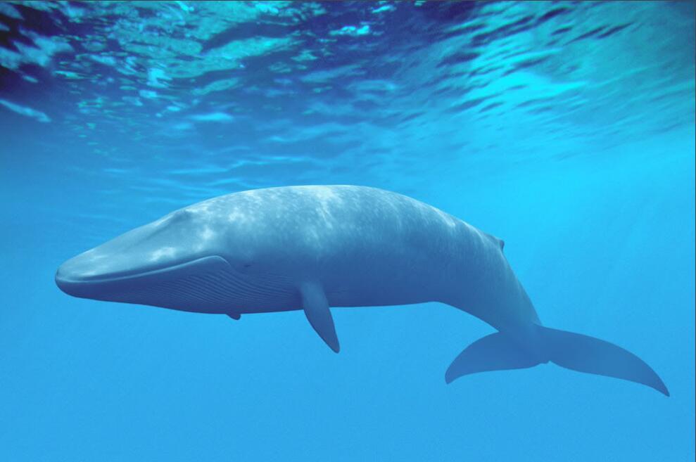鲸鱼的鲸须图片图片