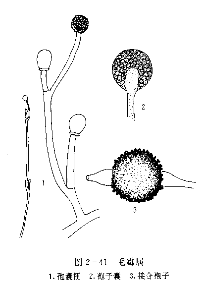 毛霉属(其他生物相关)