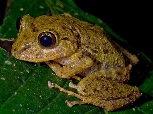 知識樹時光軸論點集總題庫領域提 交蛇類爬行動物生物動物詞條相關