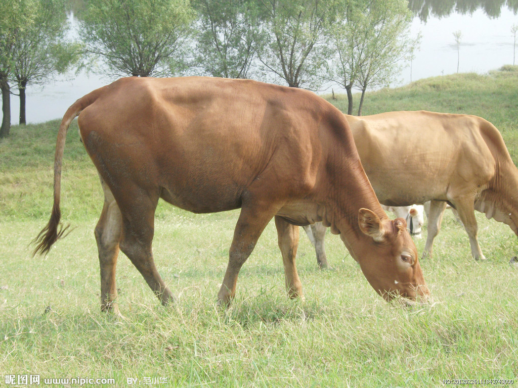 25亩地养一头牛？自由散牧的牛产奶更好？伊牧欣在新疆伊犁给出了答案 - 知乎