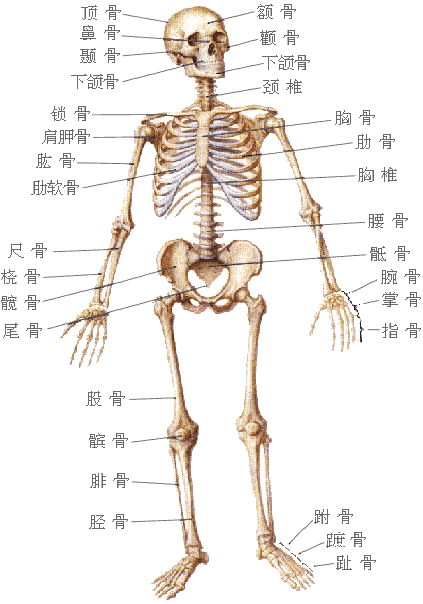 背部骨头结构图解大全图片