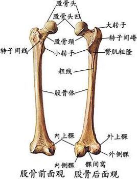 股骨骨骼结构图图片