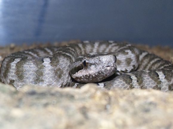 岩栖蝮其他生物相关