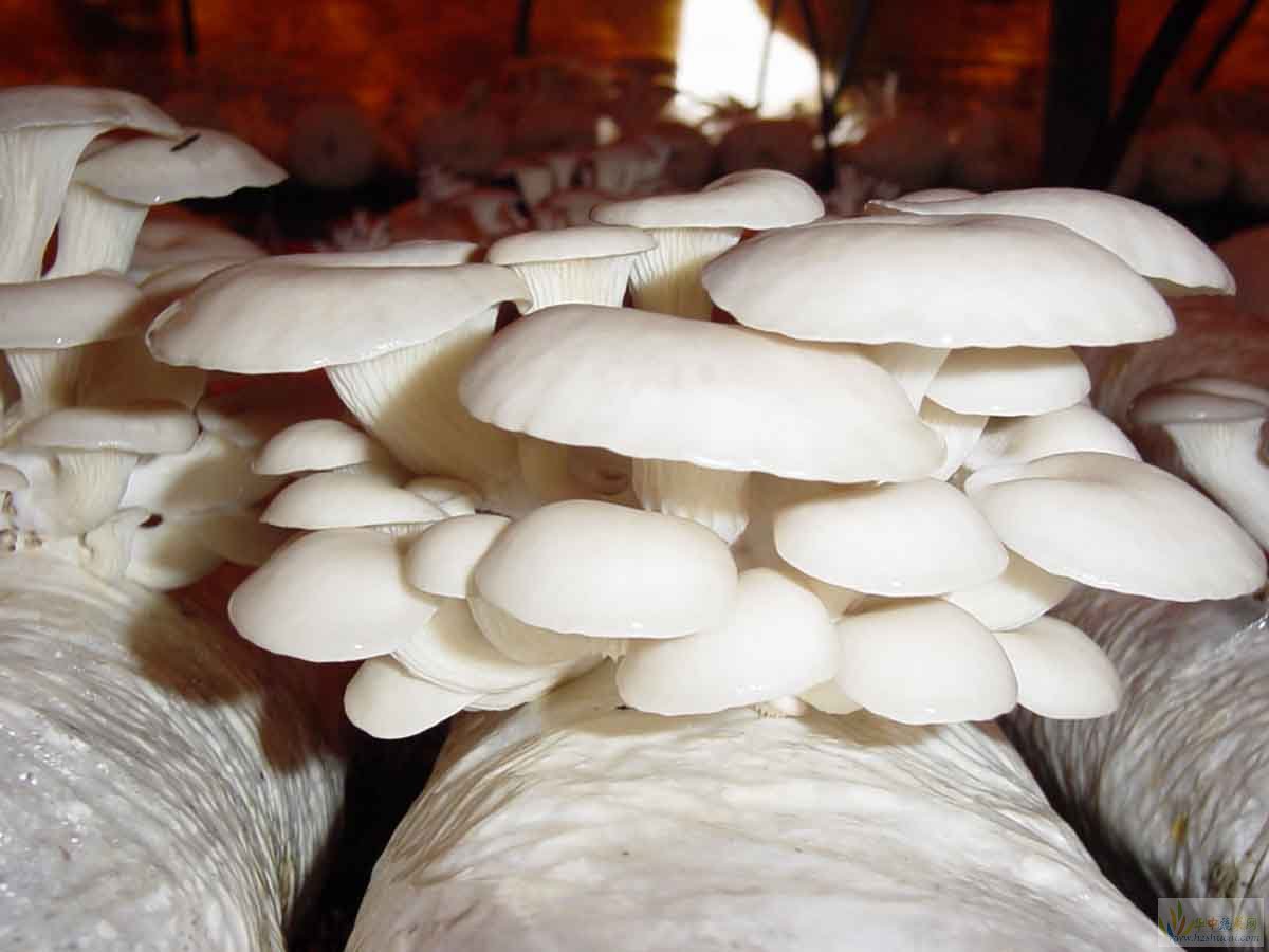 富菌黑平菇 原种 菌种 中温偏低 柄粗短-阿里巴巴
