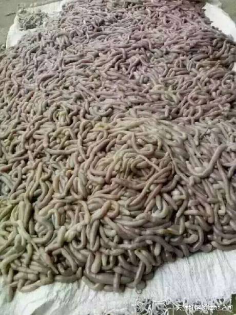 拟安氏方格星虫 (动物)