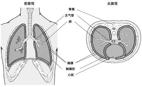 依發生部位,有無胸膜粘連及其程度而定