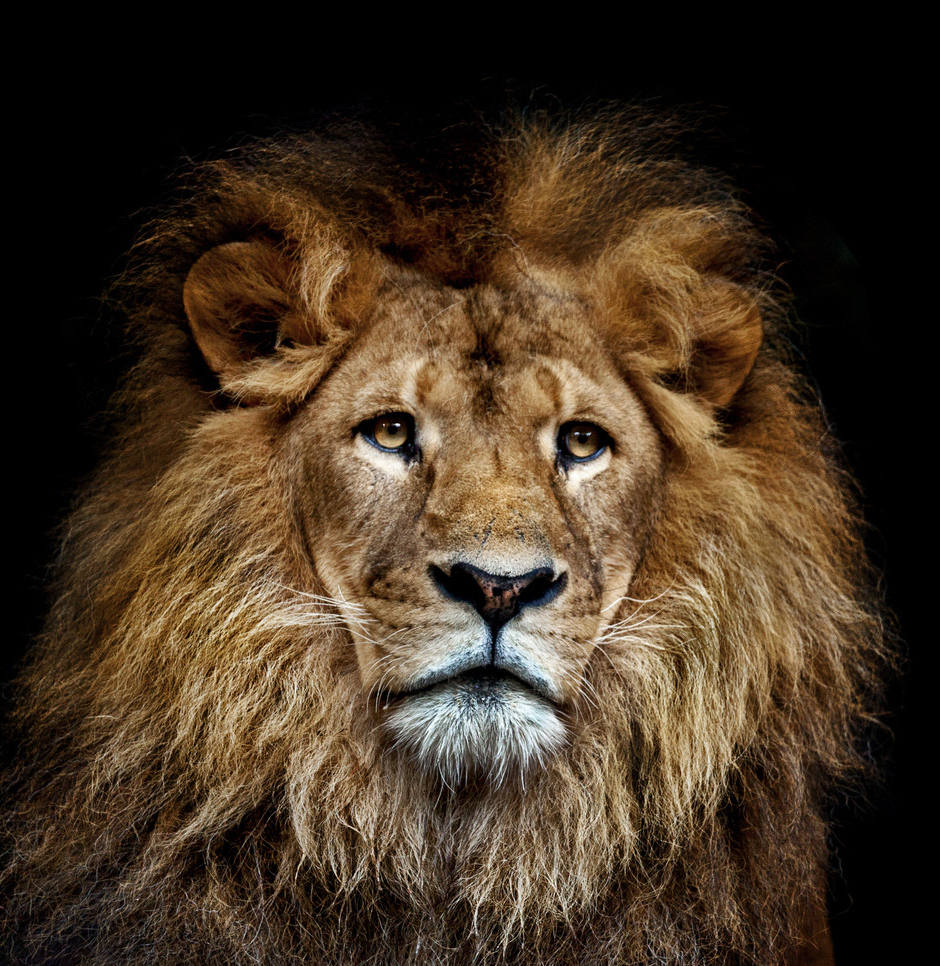 狮子 (动物)