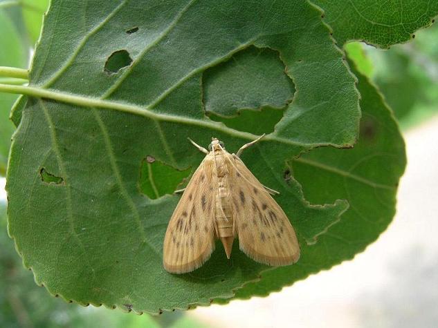 杨树黄卷叶螟 (动物)