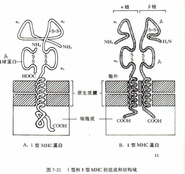 β2微球蛋白（基础医学）