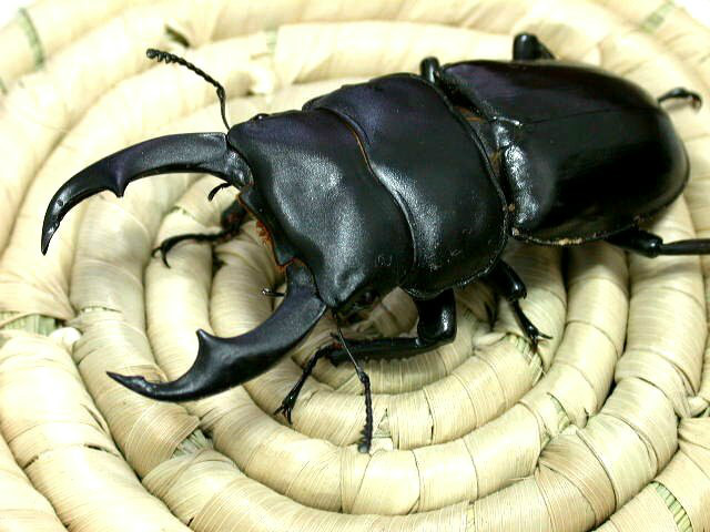 长角大锹形虫动物