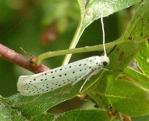 大叶黄杨巢蛾(其他生物相关)属鳞翅目,巢蛾科,主要危害扶芳藤,大叶