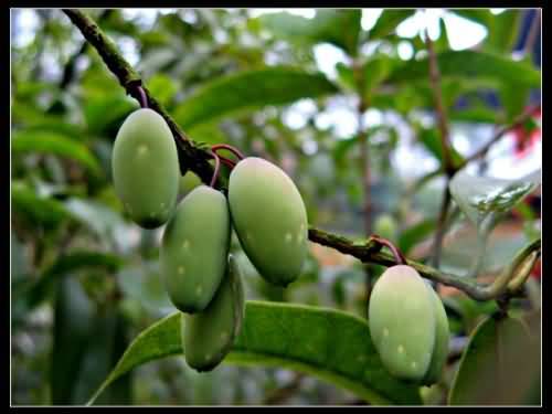 桂子(植物)_技点百科_技点网(植物)
