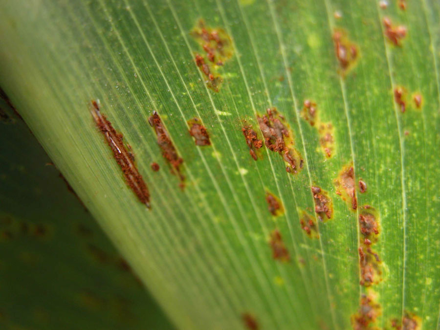 玉米普通锈病 (农学)