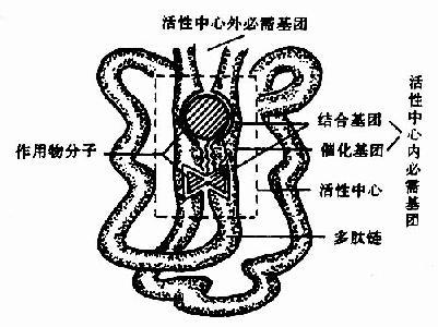 过氧化物酶体结构图图片