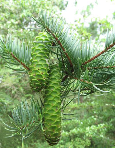 铁坚油杉 (植物)