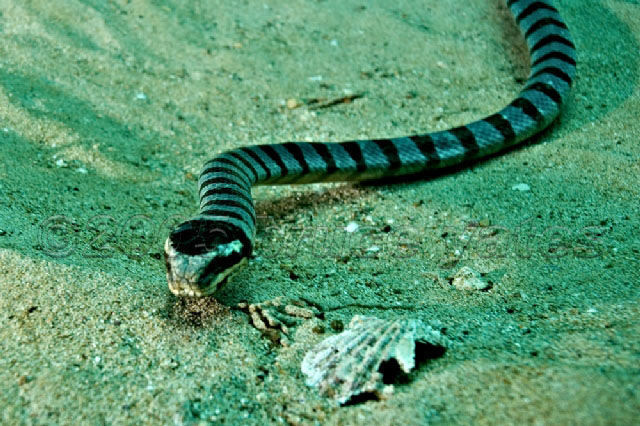 海蛇的种类图片